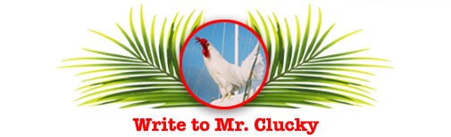 Write to Mr. Clucky's